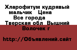 Хларофитум кудрявый мальчик › Цена ­ 30 - Все города  »    . Тверская обл.,Вышний Волочек г.